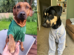 Kova And Doug Allergy Blog